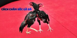 Cách Chăm Sóc Gà Đá