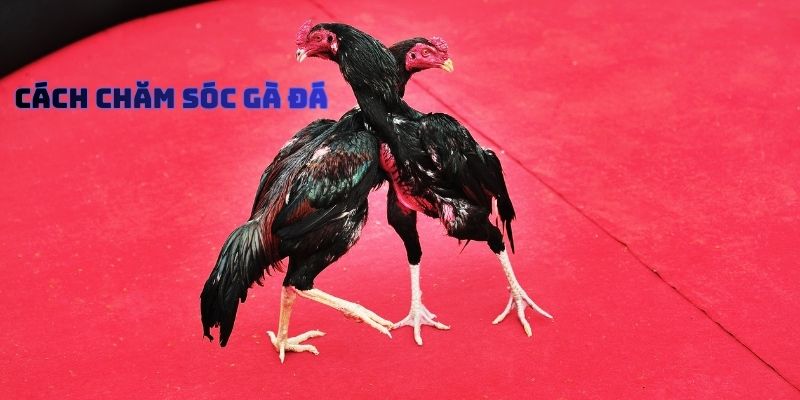 Cách Chăm Sóc Gà Đá