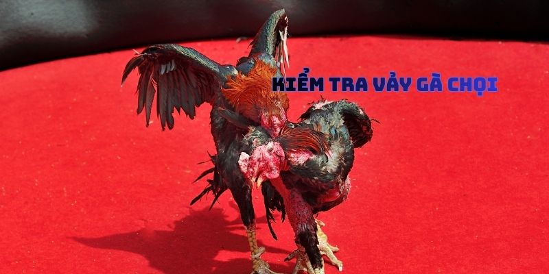 kiểm Tra Vảy Gà Chọi