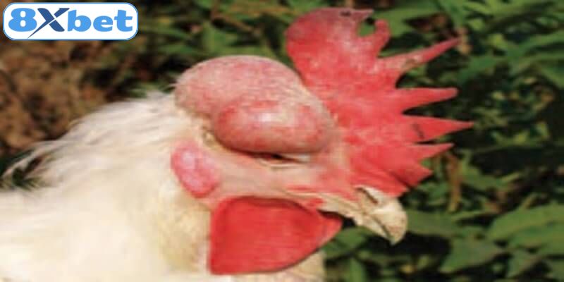 Cách để nhận biết gà bị bệnh chi tiết