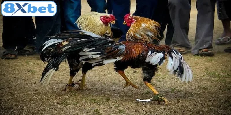 Giới thiệu về hình thức đá gà cựa sắt tại nhà cái