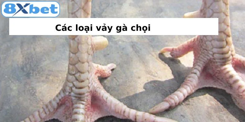 Hướng dẫn cách xem vảy gà các loại vảy gà 